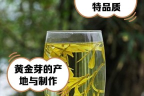 黄金芽有哪些独特特点？它对人体有哪些功效？