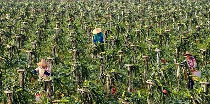 火龙果种子的种植技巧（从种子到结果）  第2张